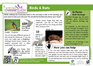 info birds and bats