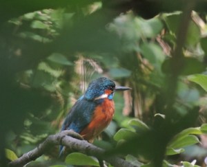 kingfisher
